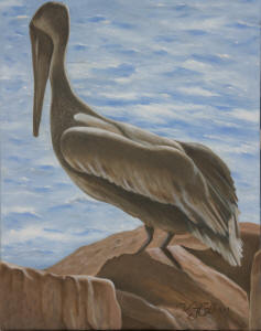 EveningPelican