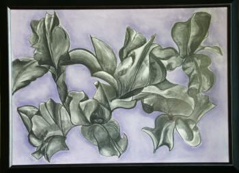 Iris #2