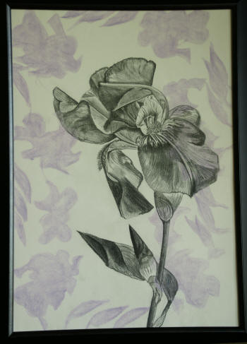 Iris #4