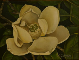 Magnolia