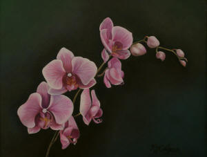 Orchids