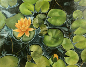 WaterLillies